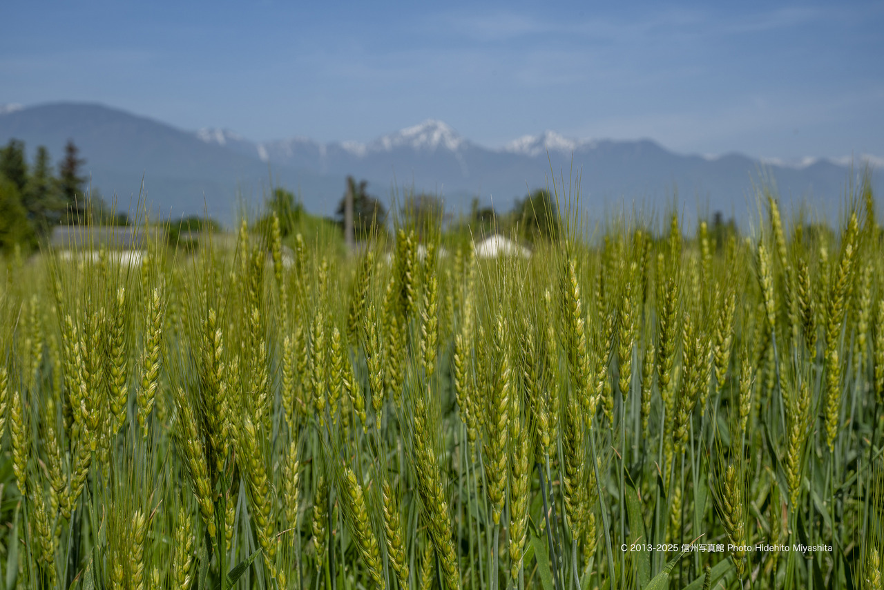 20250521-DSC_8173 のコピー