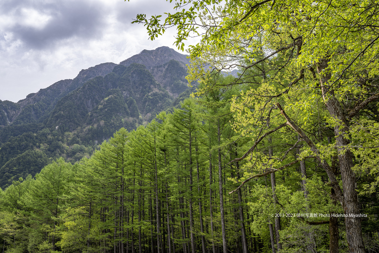 新緑の上高地20230527-DSC_1211