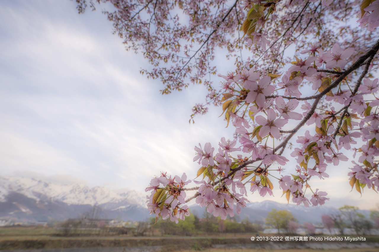 白馬村にも春が_20220423-_DSC6675