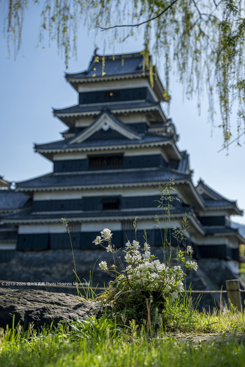 20260502-_DSC0557 のコピー