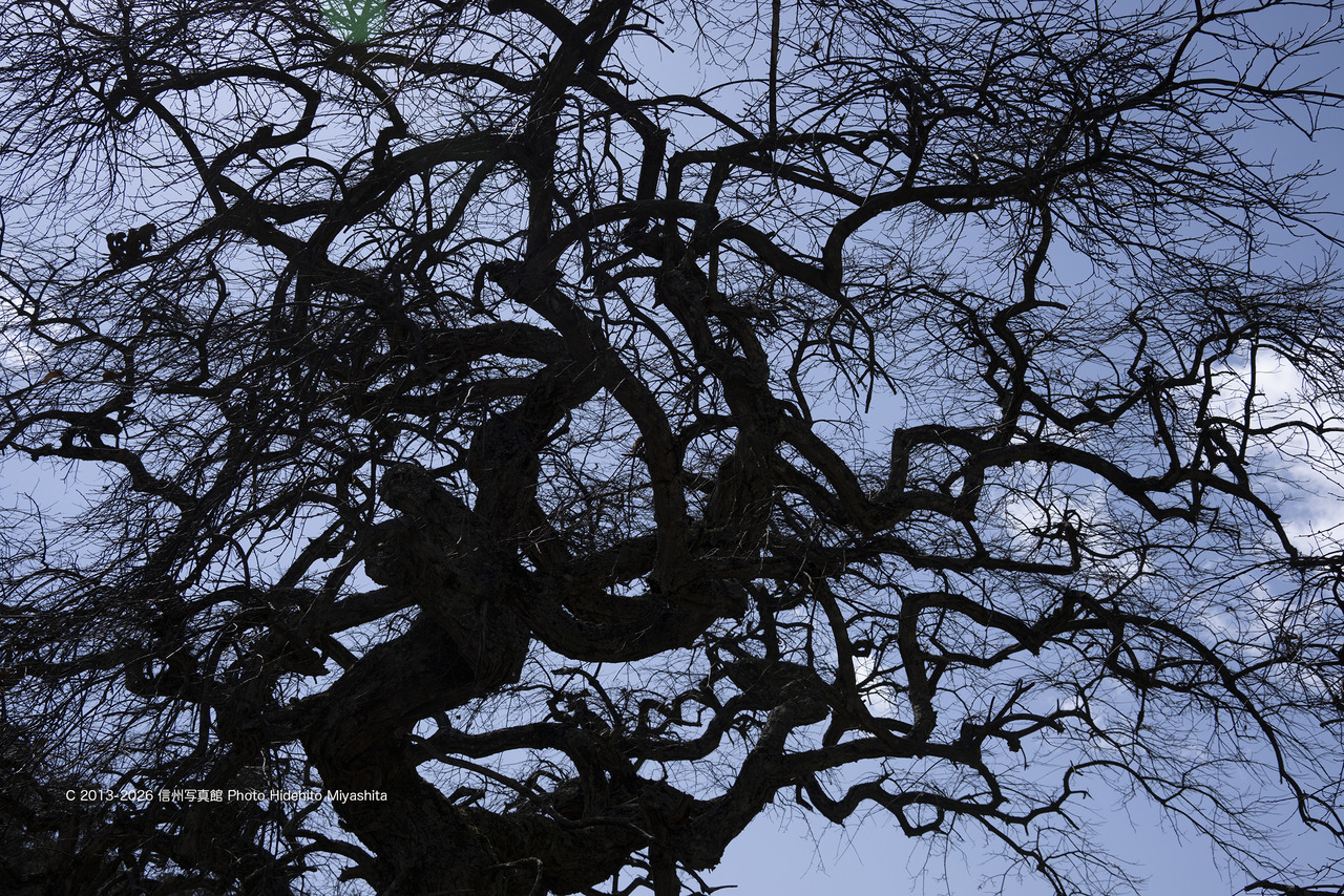 20260307-_DSC2324 のコピー