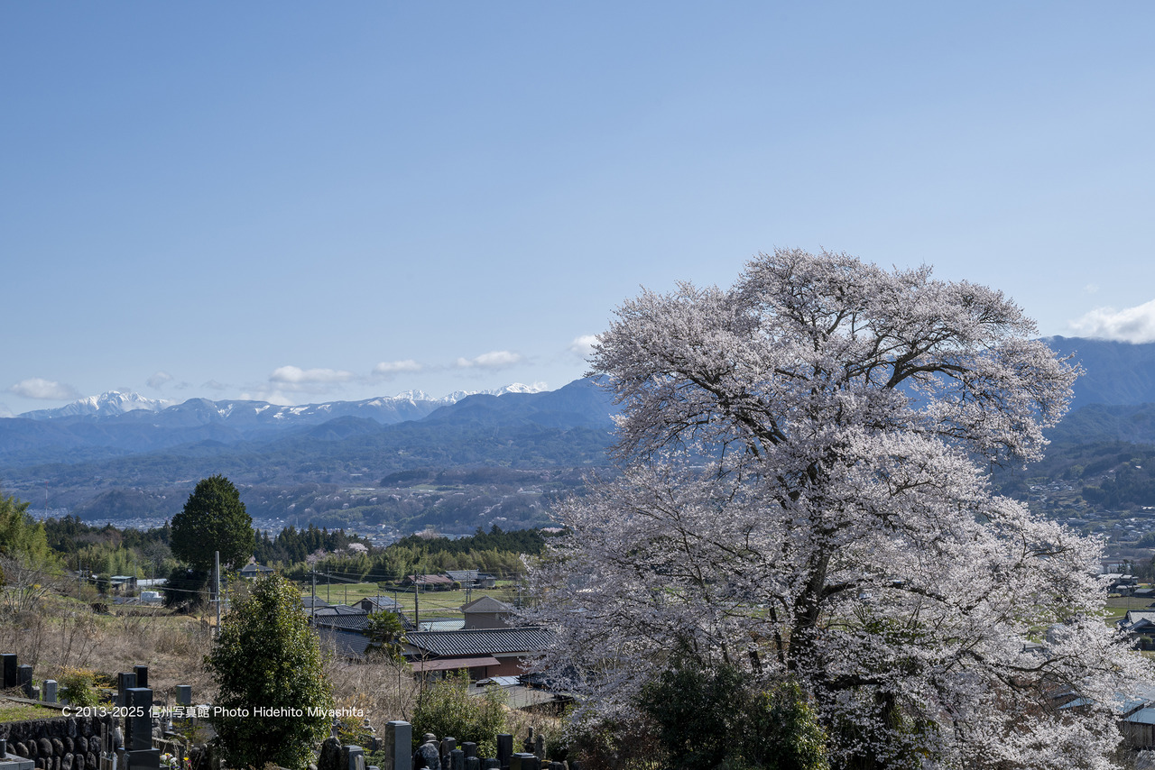 20250404-DSC_9850 のコピー