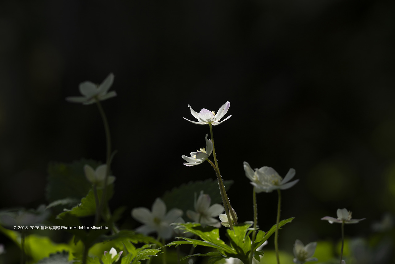20260517-_DSC1554 のコピー