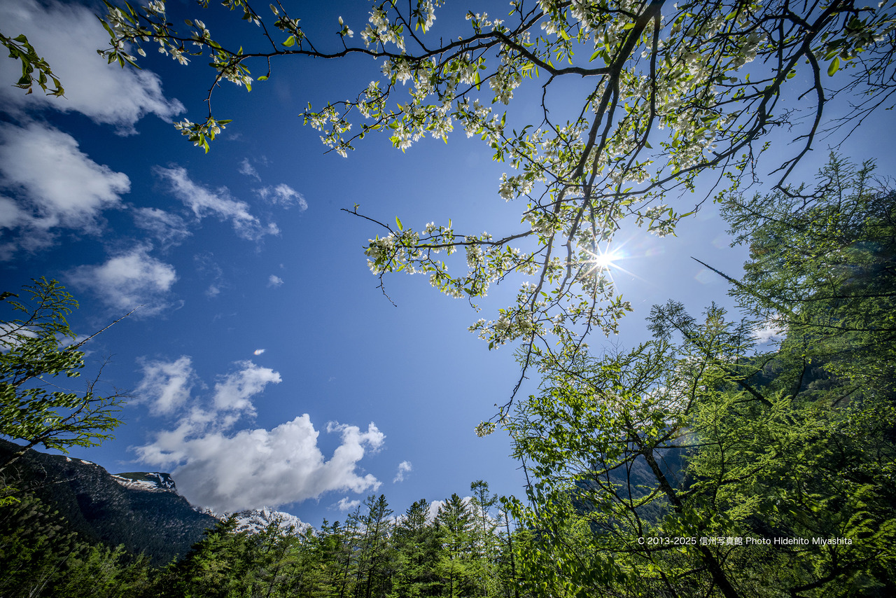 20250528-DSC_8521 のコピー