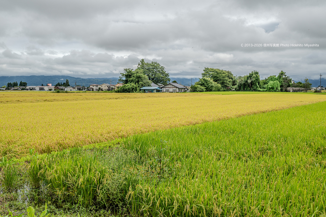 20260912-_DSC2963 のコピー