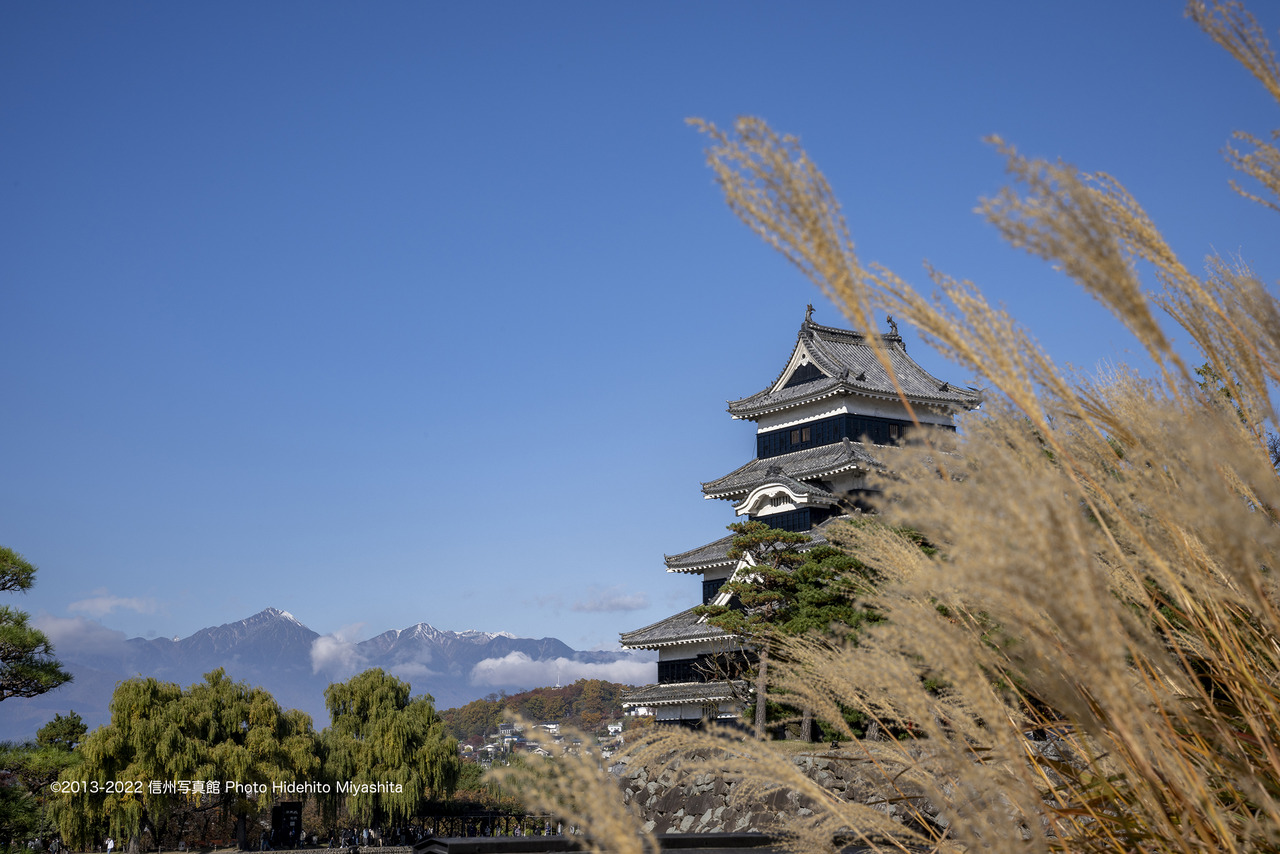 すすき越しの松本城_20221105-_DSC4248