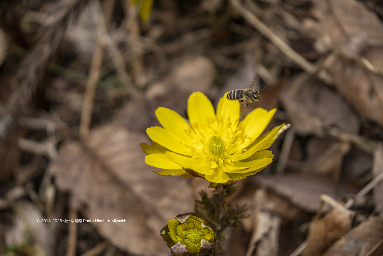 20260228-_DSC1066 のコピー