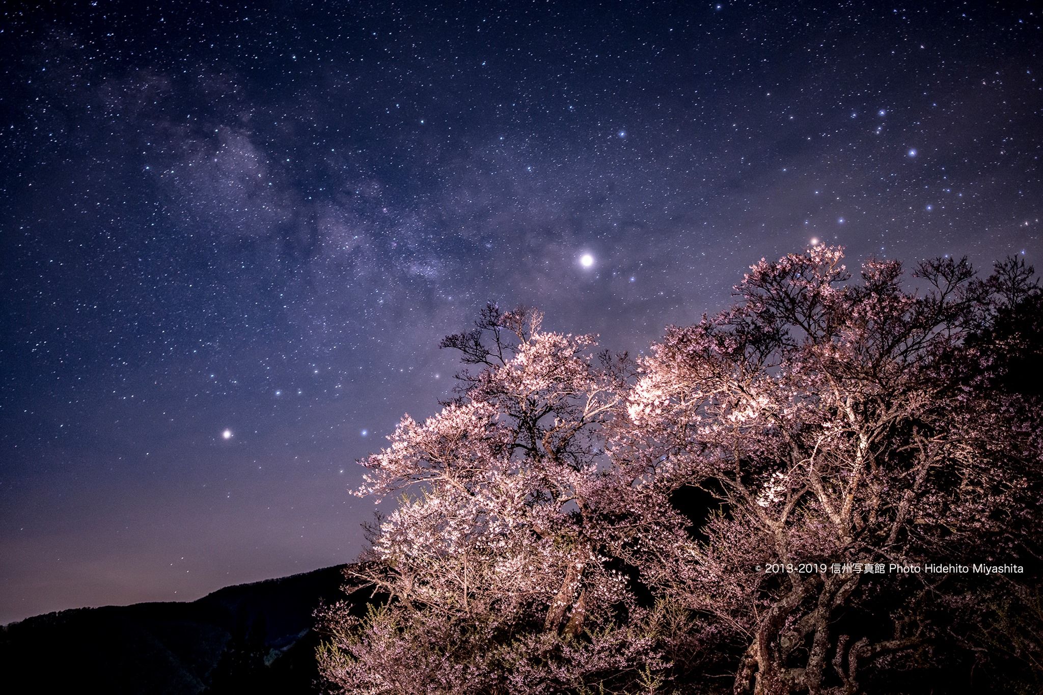 信州写真館 駒つなぎの桜 信州写真館 駒つなぎの桜