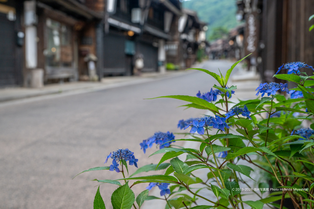 20260705-_DSC7303 のコピー