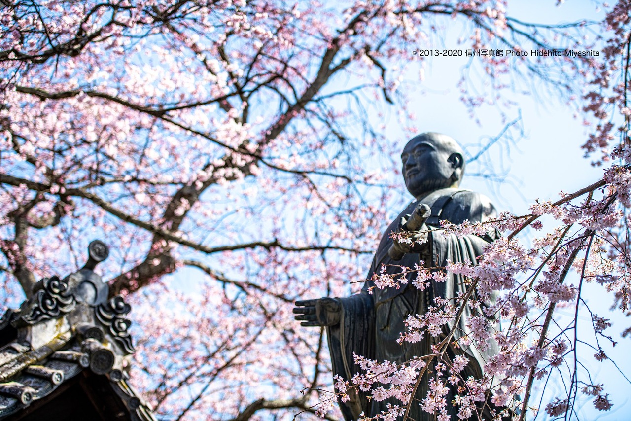 桜に包まれて