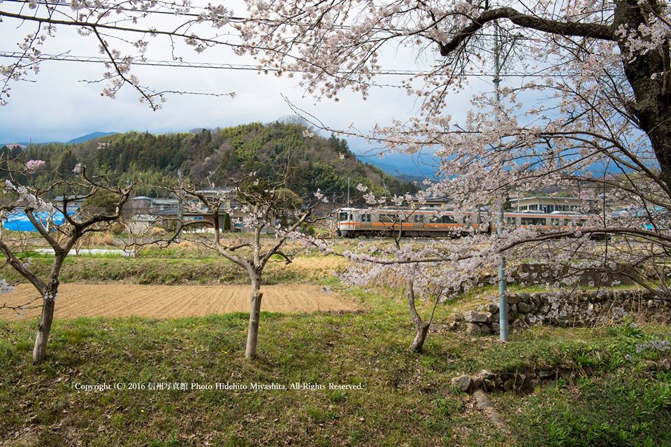 桜の中を走る