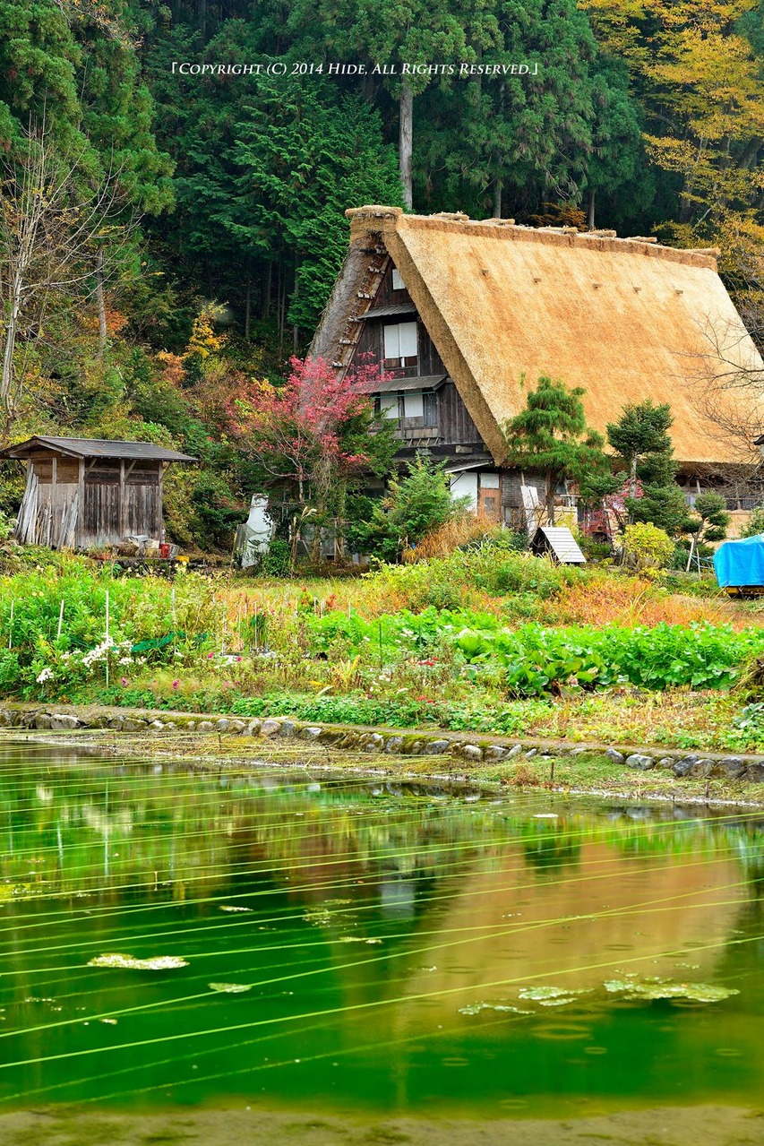 緑のキャンパスに映る