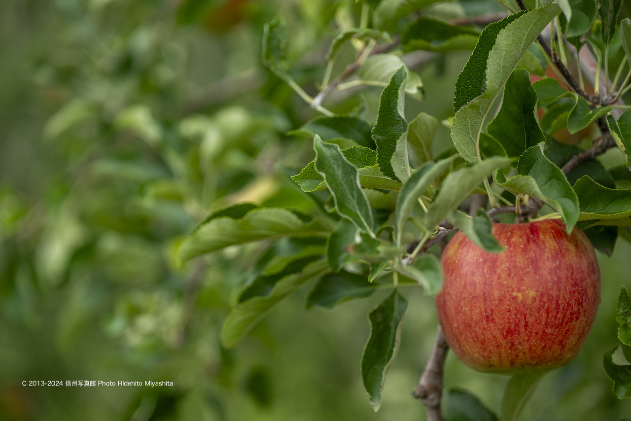 20240901-_DSC6391 のコピー