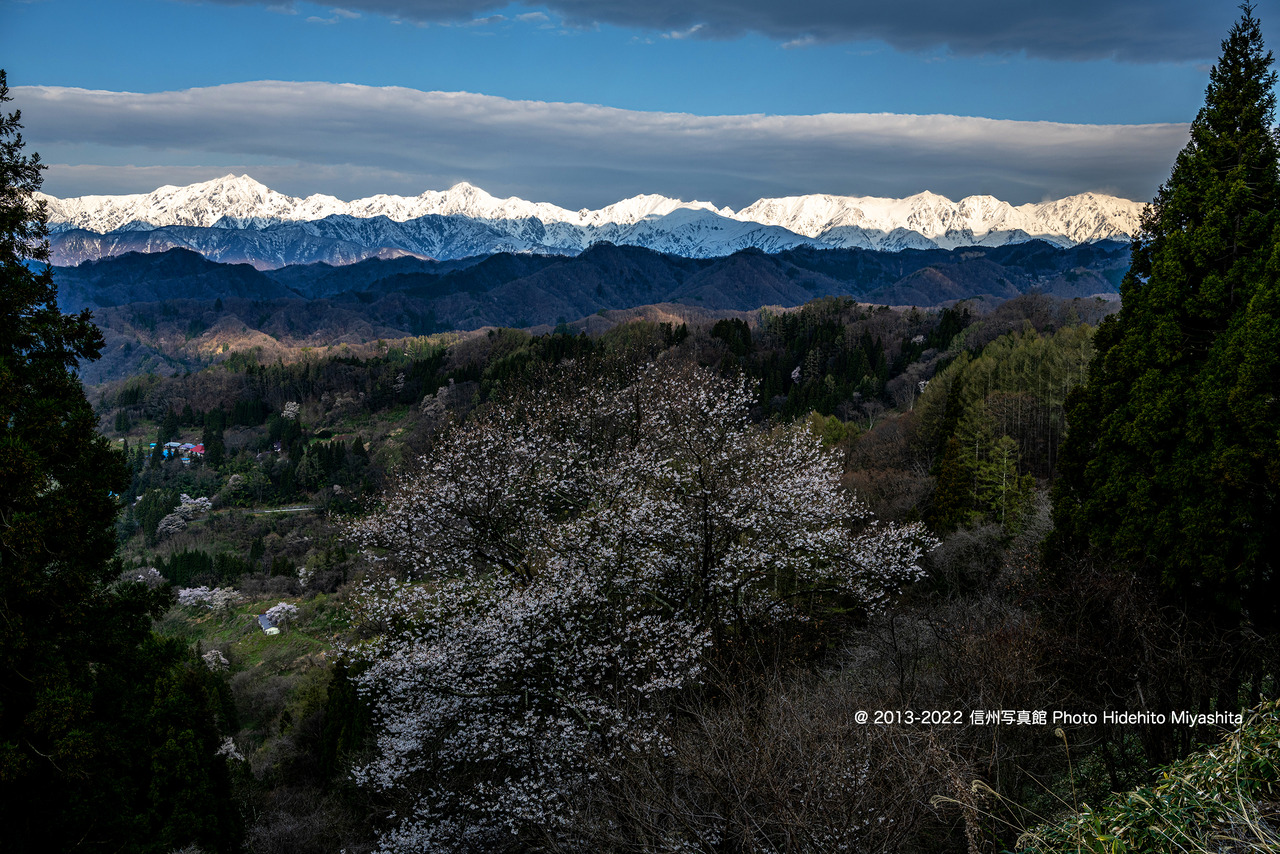 さくらと後立山連峰_20200429-_DSC4555