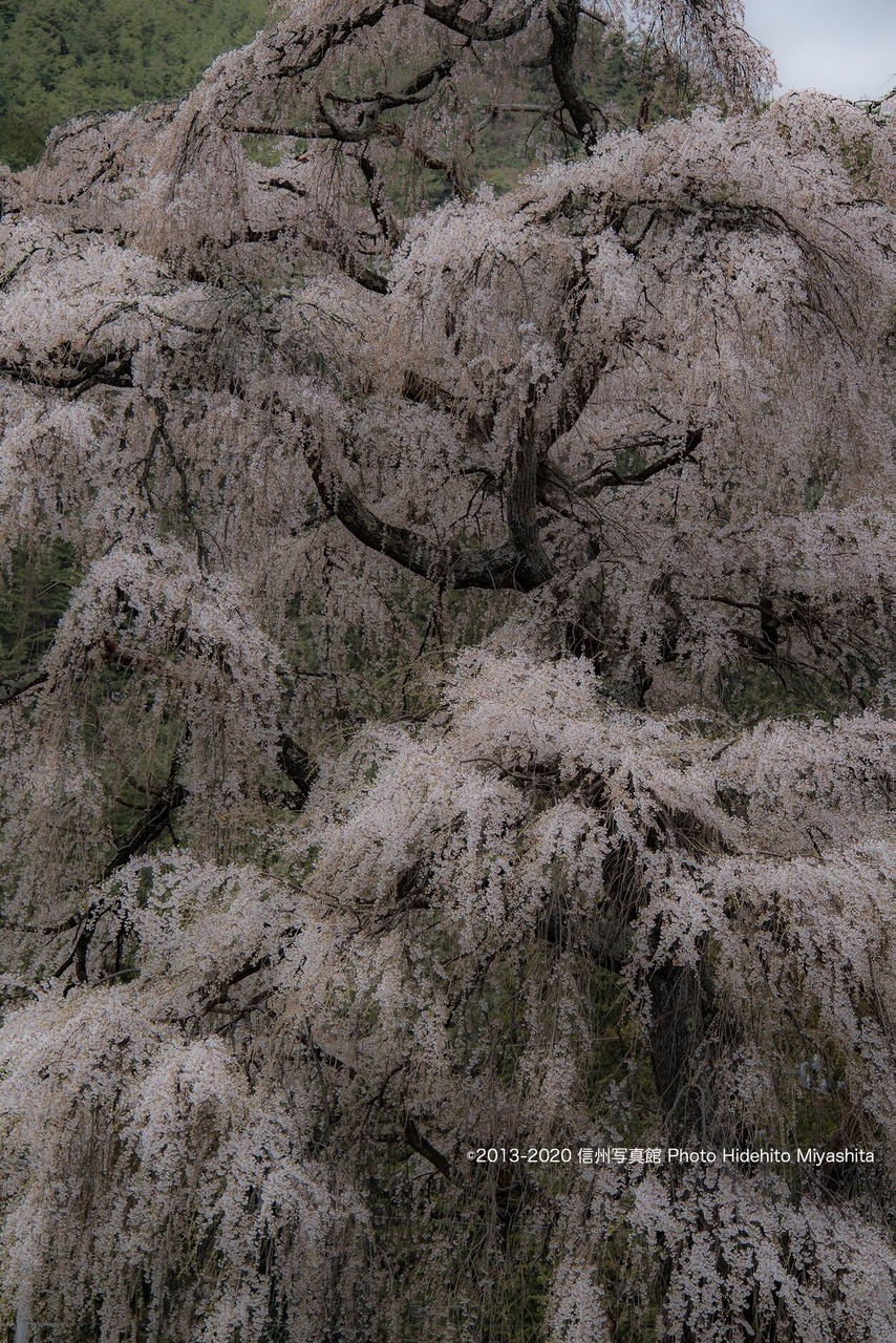 桜の季節