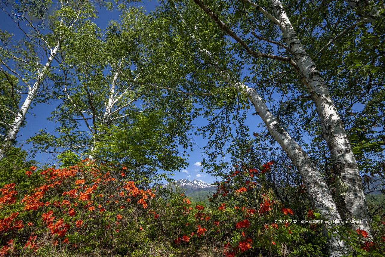 20240608-_DSC4331 のコピー