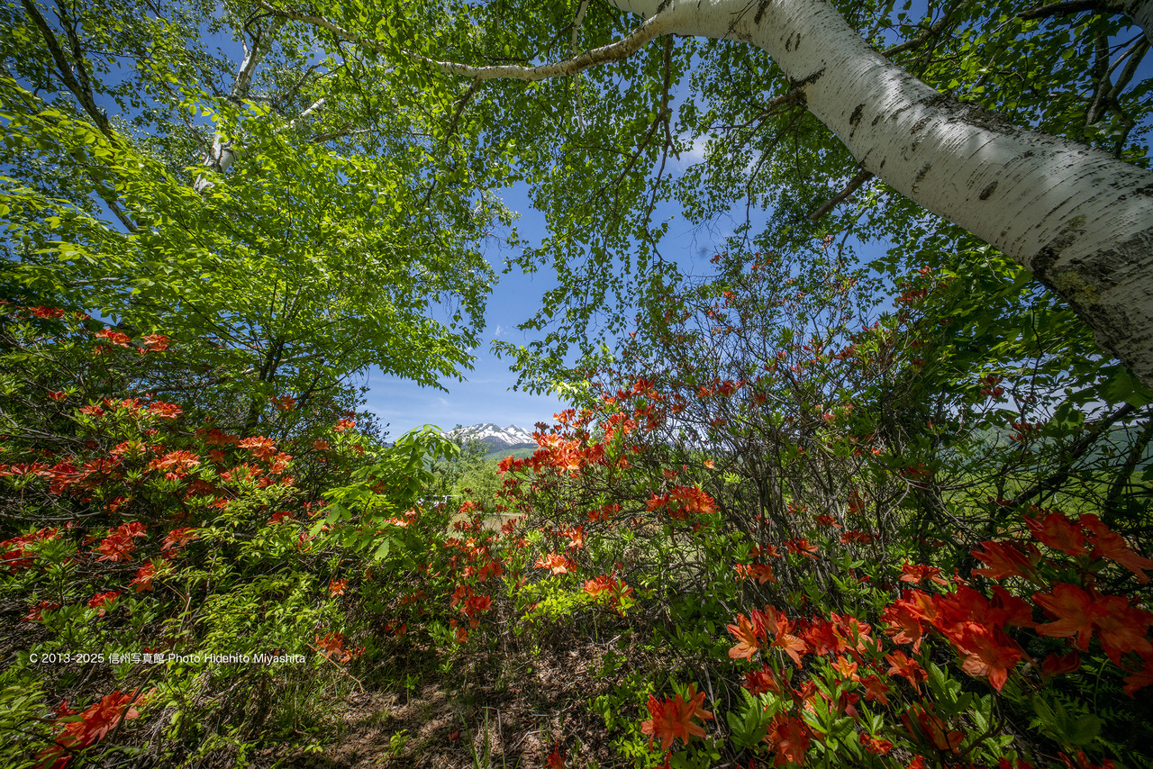 20250607-DSC_9671 のコピー