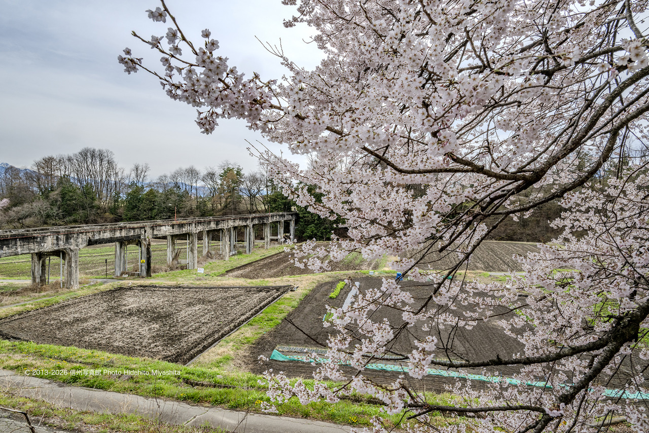 20260405-_DSC6391 のコピー