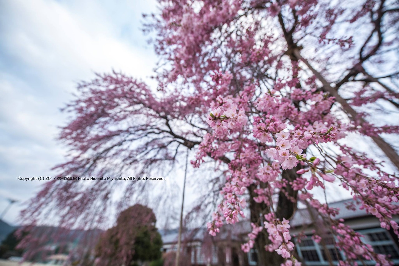 杵原学校のしだれ桜 2016