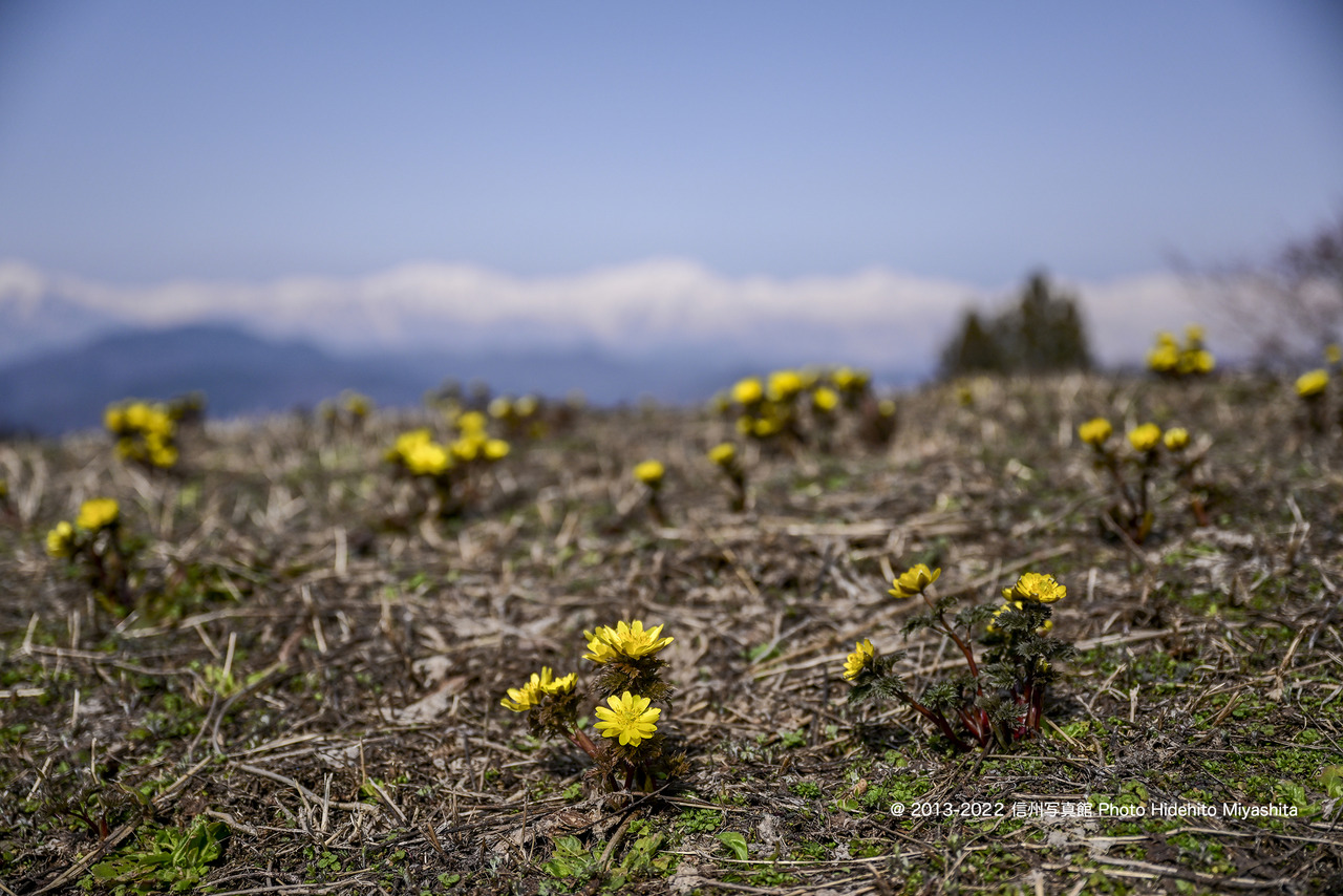 福寿草咲いて_20220325-DSC_3081