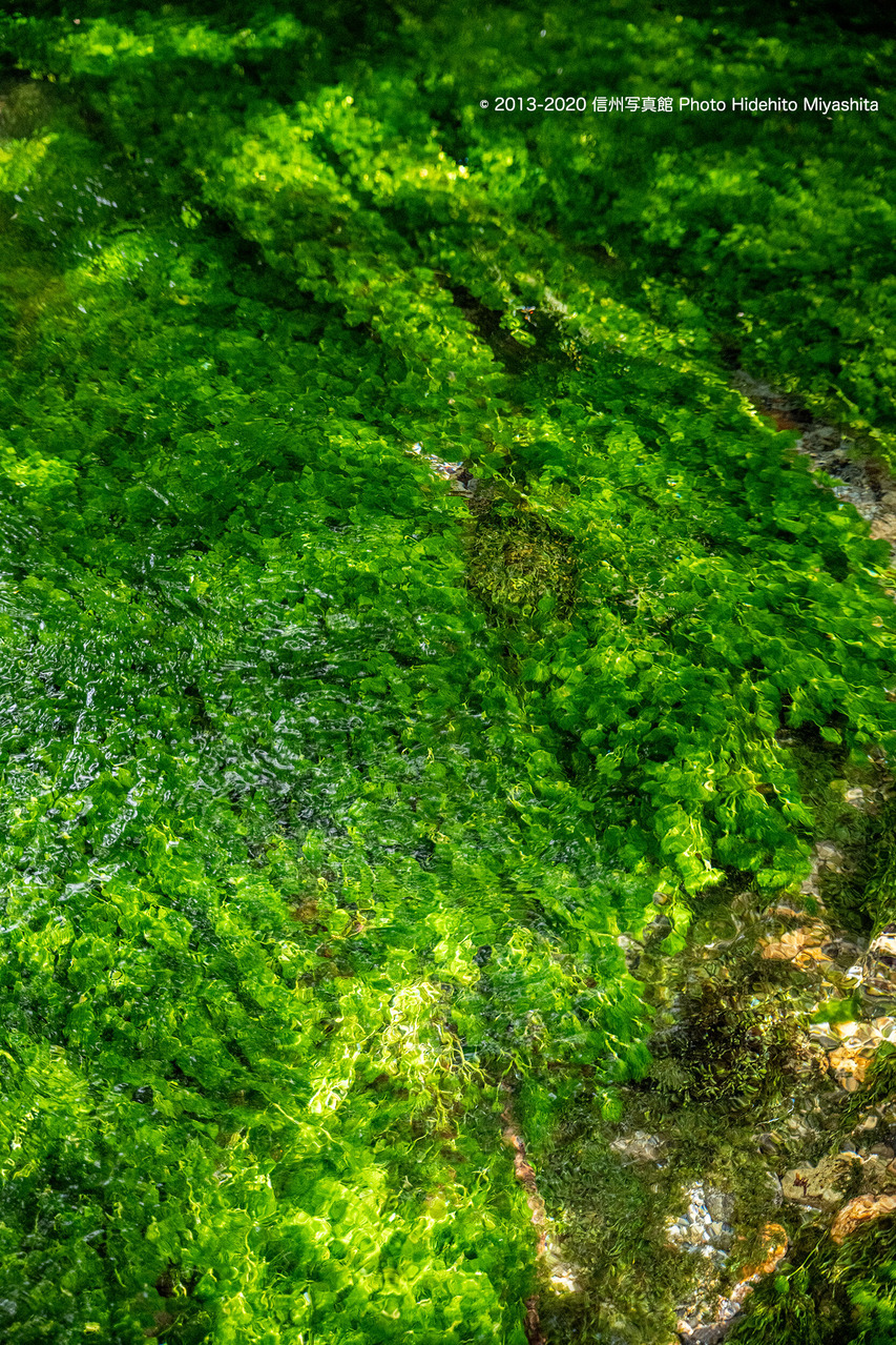透き通る流れ_20200922-_DSC0483