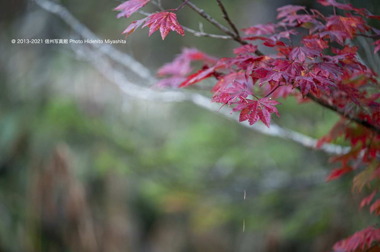 楓20211016-DSC_2551