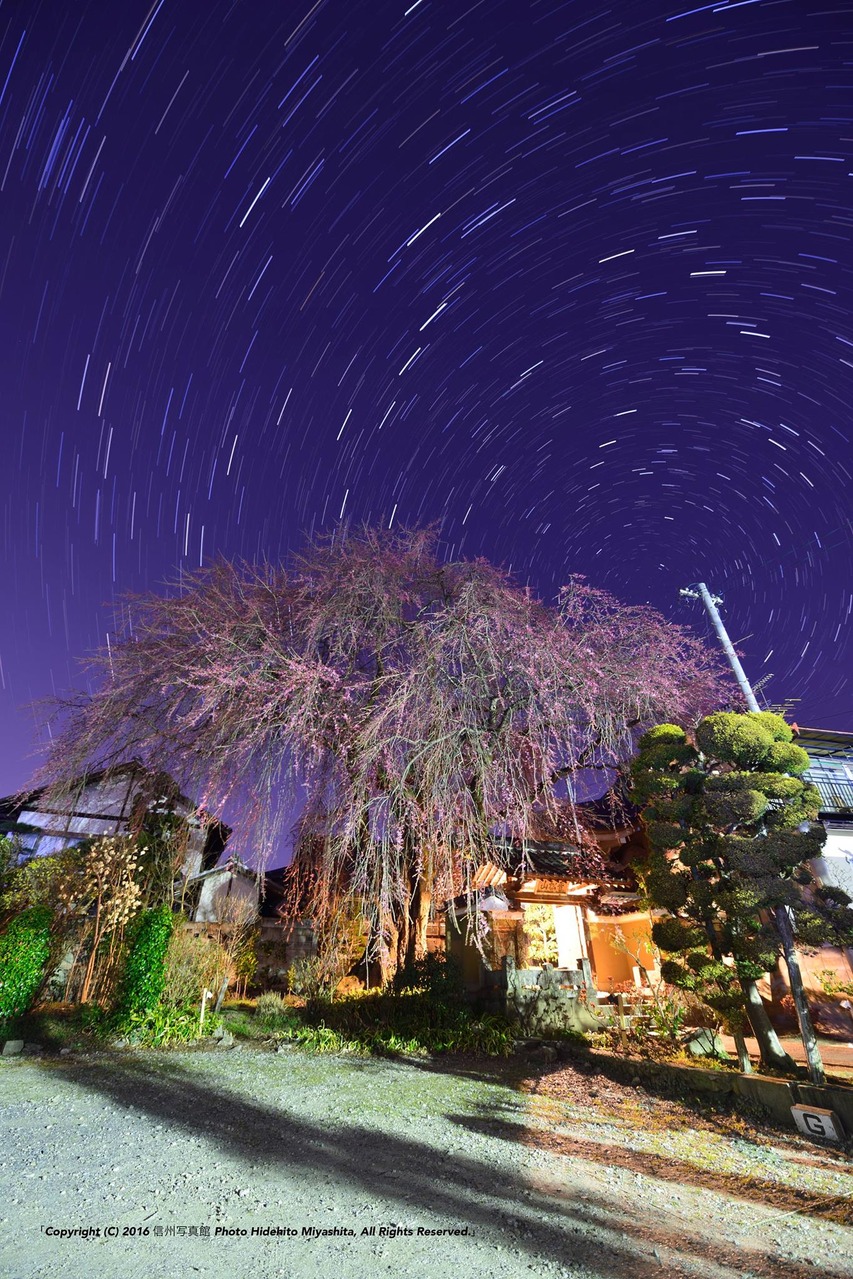 黄梅院のしだれ桜と北天の空