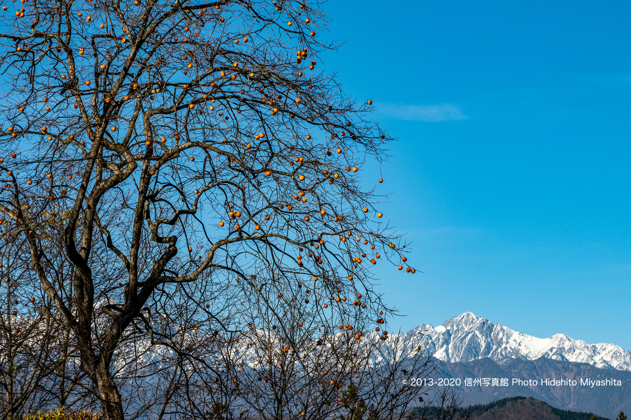 柿と五竜岳_20201122-_DSC2698