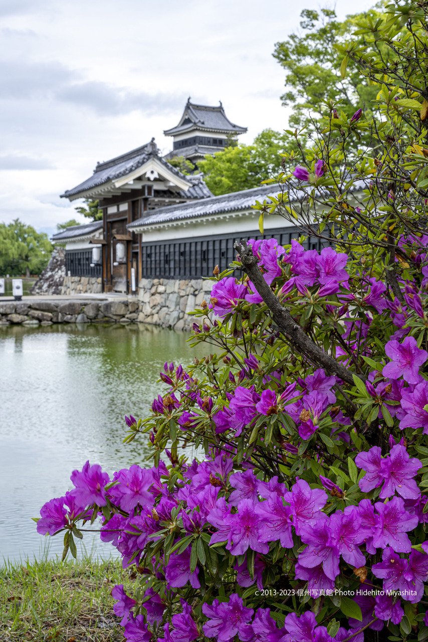 つつじ20230514-_DSC9103-強化-NR のコピー