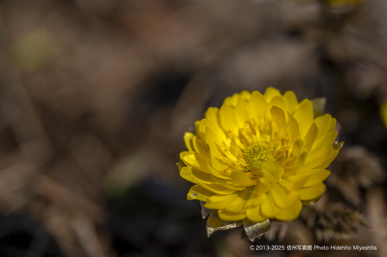 20250322-_DSC2234 のコピー