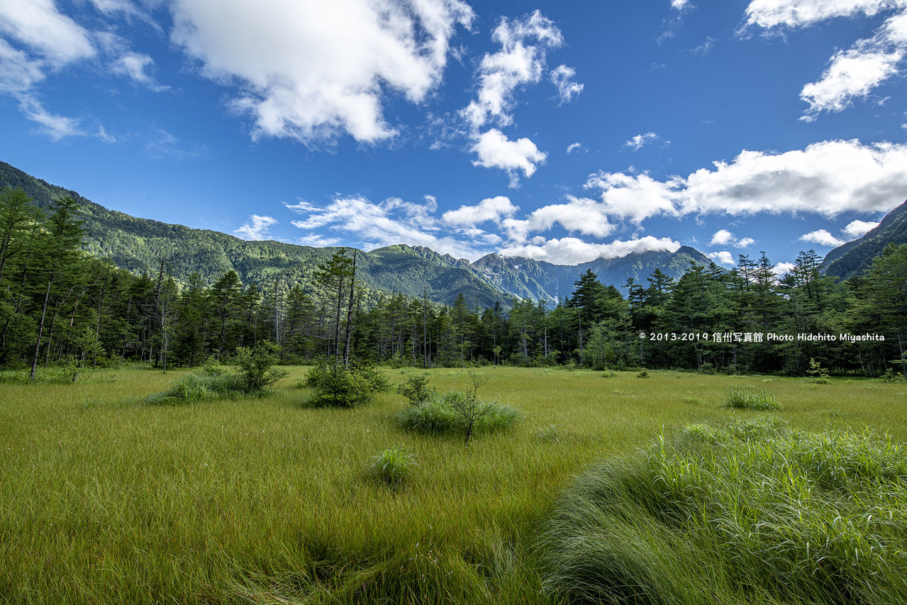 盛夏・田代湿原　20190727-_DSC6252