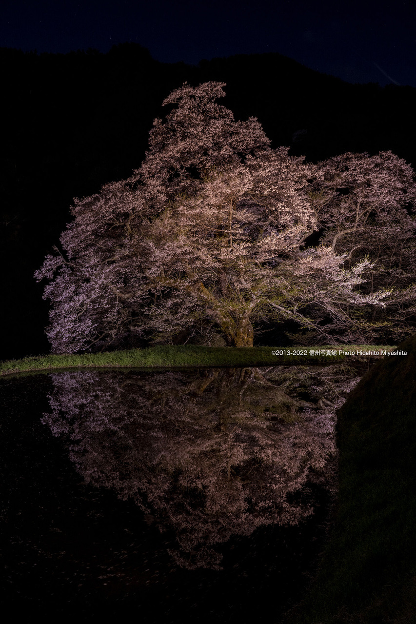 伝説の桜 2022_20220416-DSC_1207