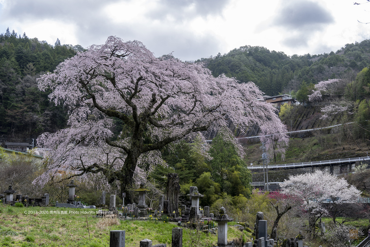 20260411-_DSC8081 のコピー