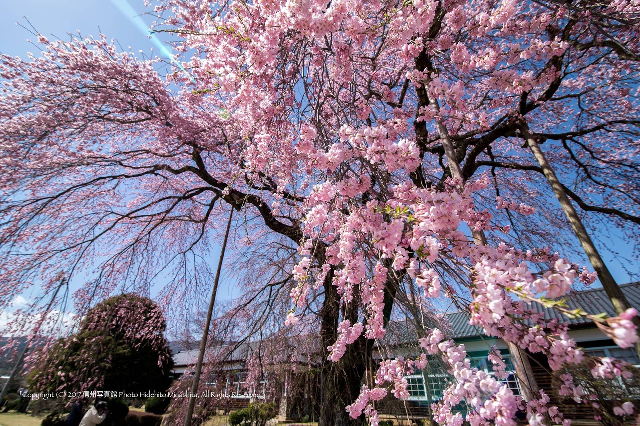 桜のシャワー