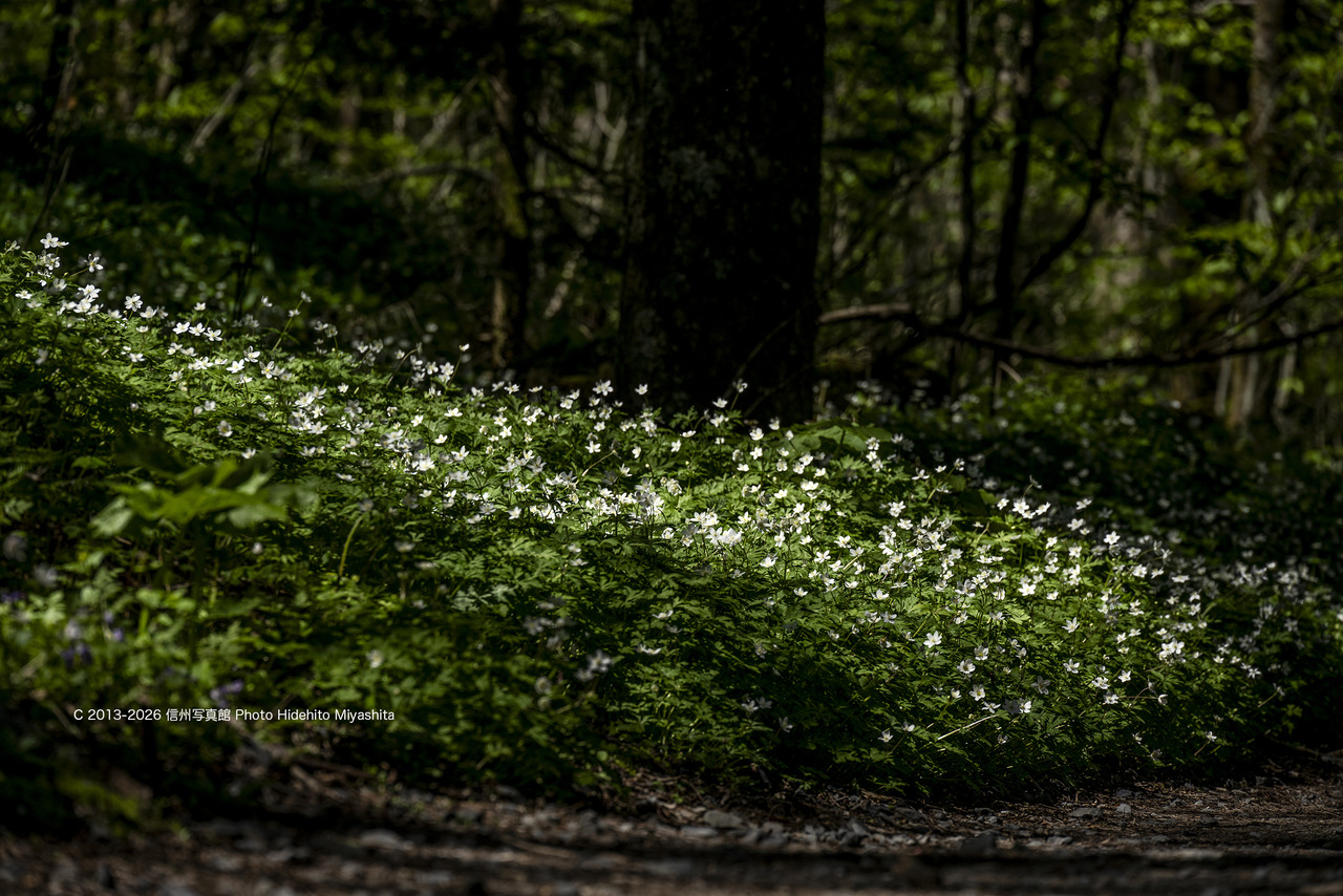 20260517-_DSC1557 のコピー