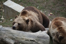 クマ拡大