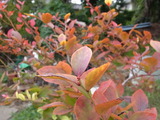 RIMG0001