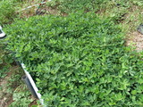 RIMG0001