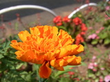 RIMG0045