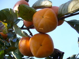 20071108-1