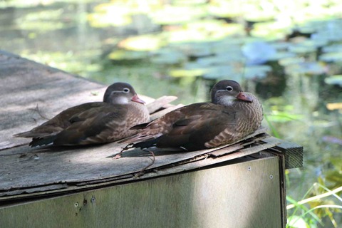 IMG_2954_1