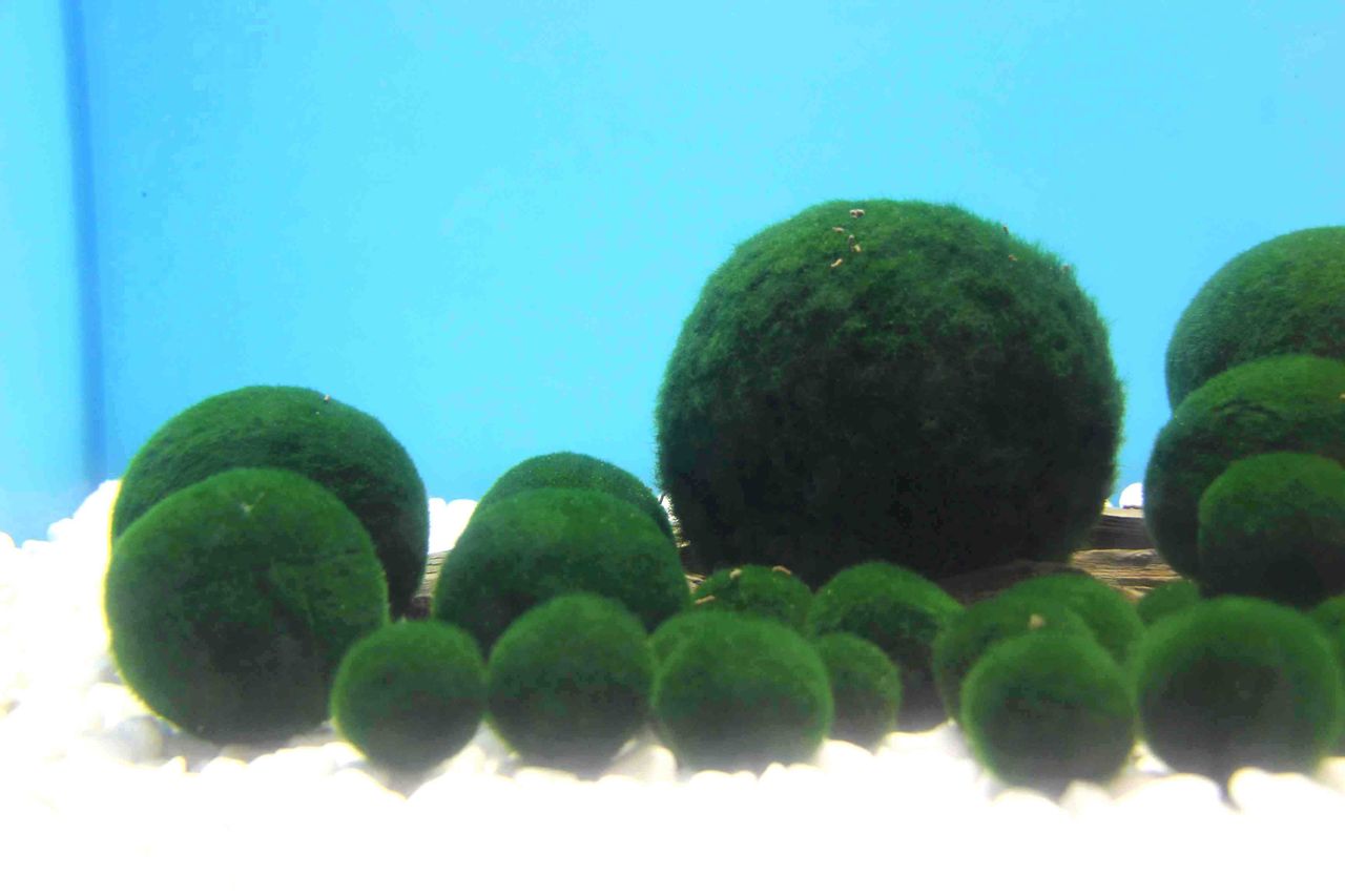 阿寒湖でマリモを見る 阿寒湖温泉 北海道観光 旅行記ブログ 北海道旅行記 生活 法律会計 医療関係備忘