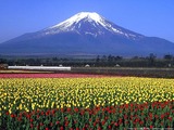 fuji