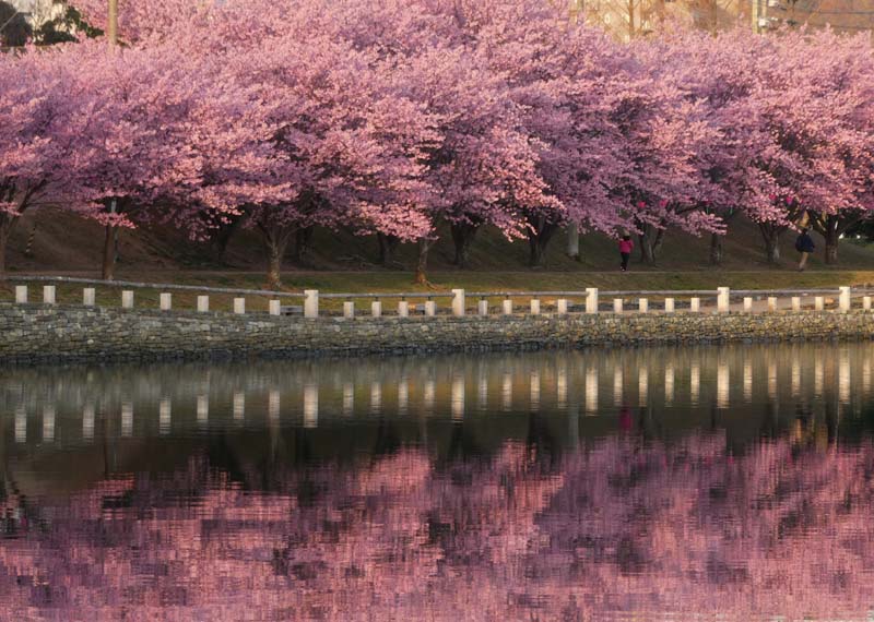 桜を愛でることができる幸せ 吉野川のほとりから