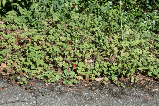 DSC00947