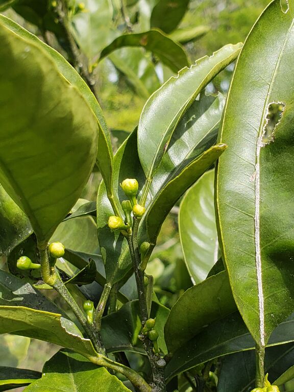 少し膨らんだみかんの花芽 しお風ブログ 湘南 風と星物語 In二宮