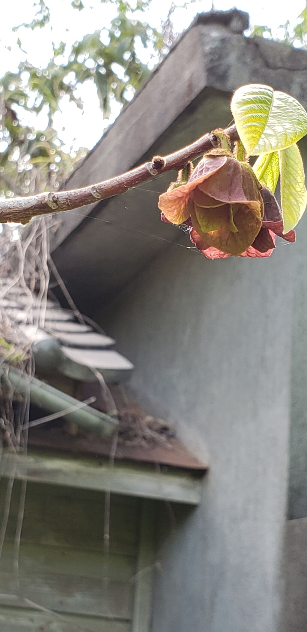 東京大学果樹園跡地はポポーの花など秘密の花園 しお風ブログ 湘南 風と星物語 In二宮