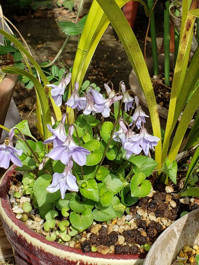 春分の頃 まちなか ほっと花処に咲く花 しお風ブログ 湘南 風と星物語 In二宮