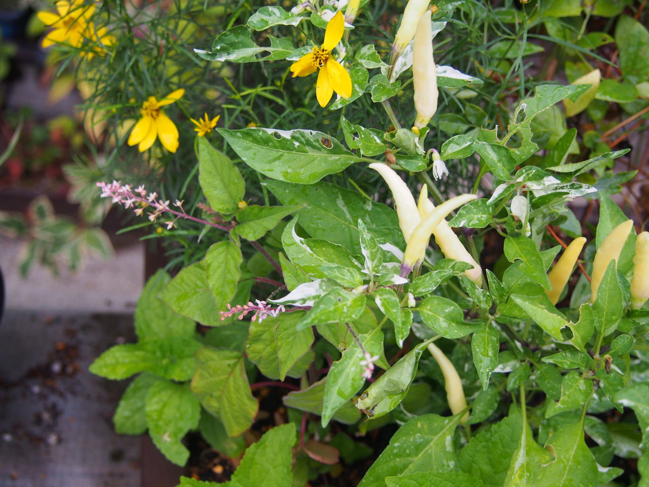 寄せ植えの手入れに励んで しお風ブログ 湘南 風と星物語 In二宮 寄せ植えの手入れに励んで しお風ブログ 湘南 風と星物語 In二宮