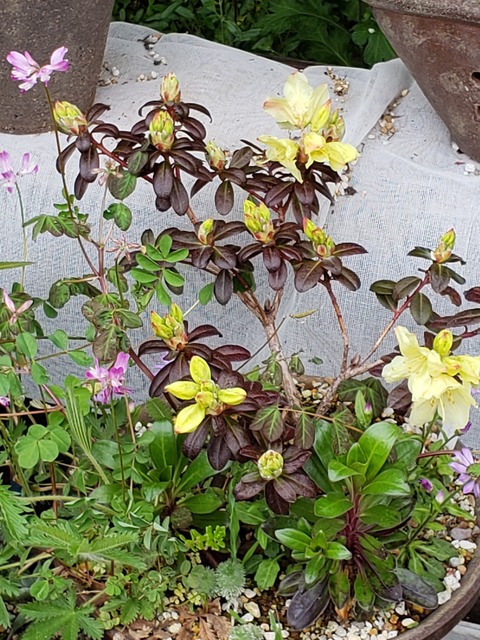20200419_164522 (002)